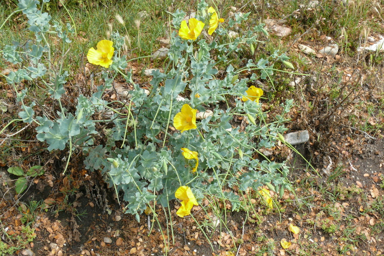 В Украине расцвел очень редкий цветок, занесенный в Красную книгу: фото